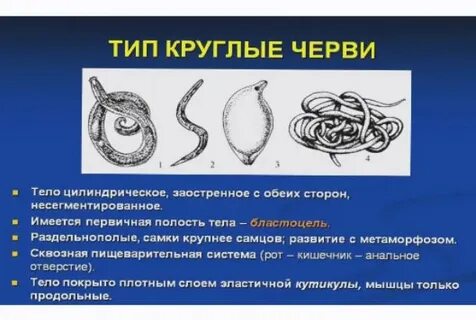 Опора и движение круглых червей
