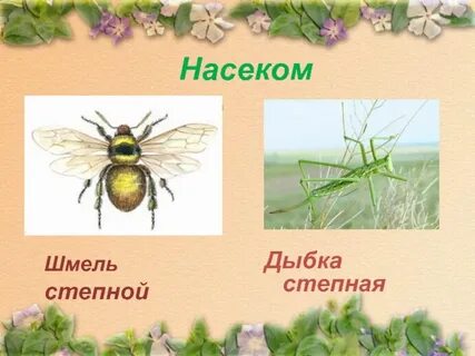 Насекомые степи