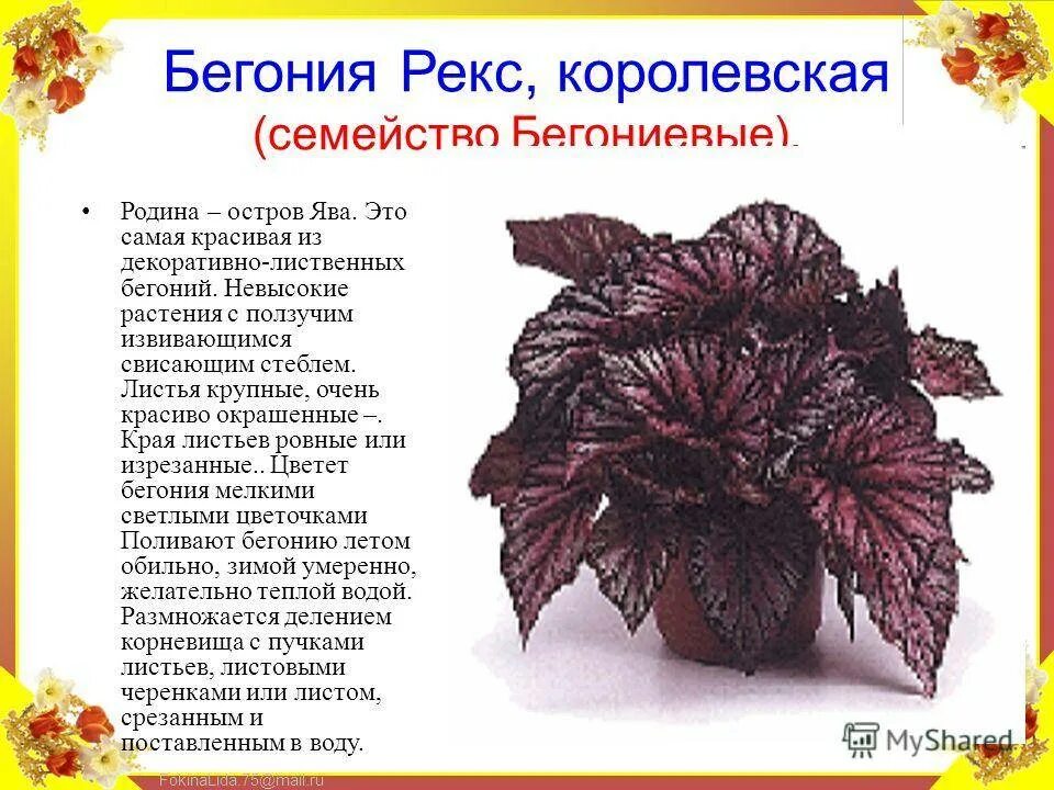 Бегония сказка фото и описание сорта фото