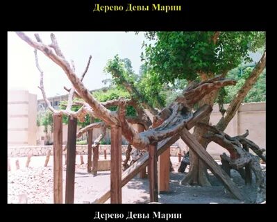 Дерево девы