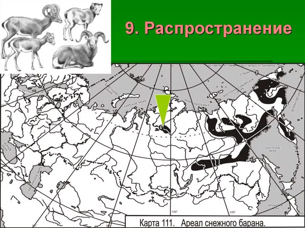 Ареал распространения оленьих пастбищ проведите границу