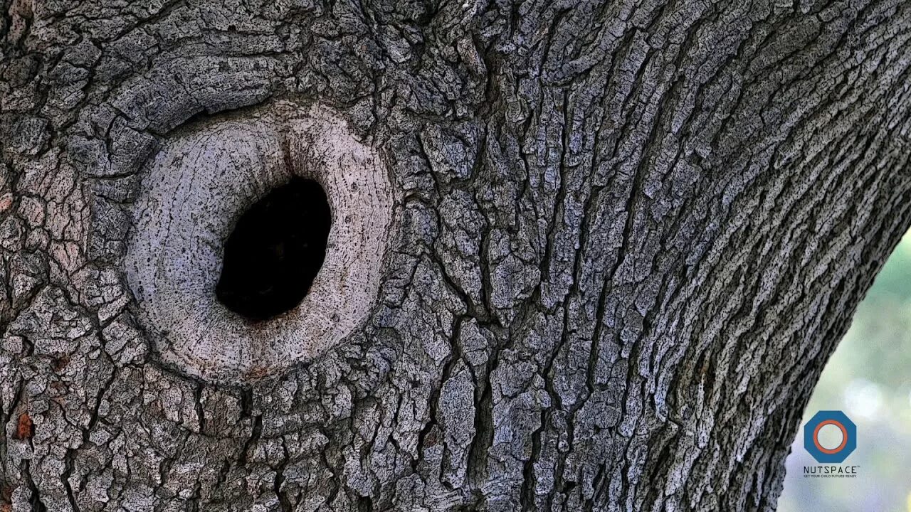 Раздолбанное дупло. Дупло. knothole. tree trunk. дыра в дереве png.