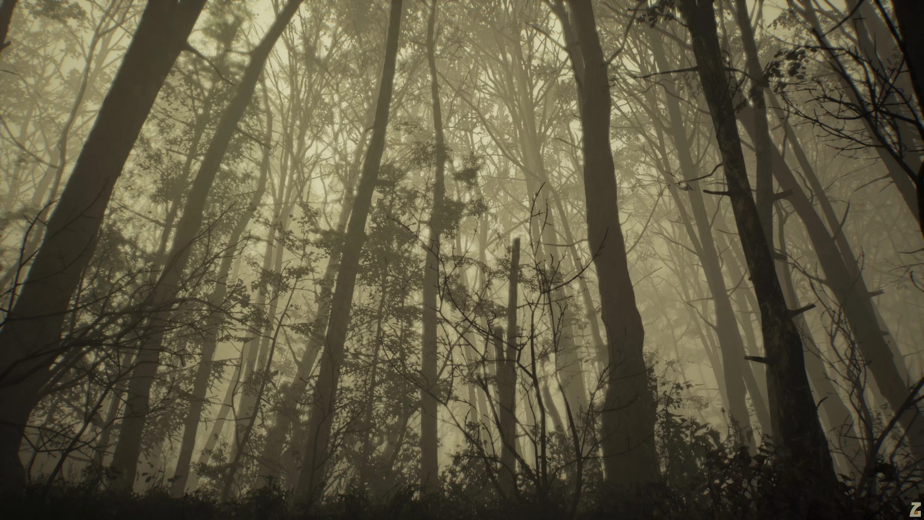 Atmospheric Black Metal лес. Лес и Blair Witch. Темный лес. Темный лес и светлый лес.