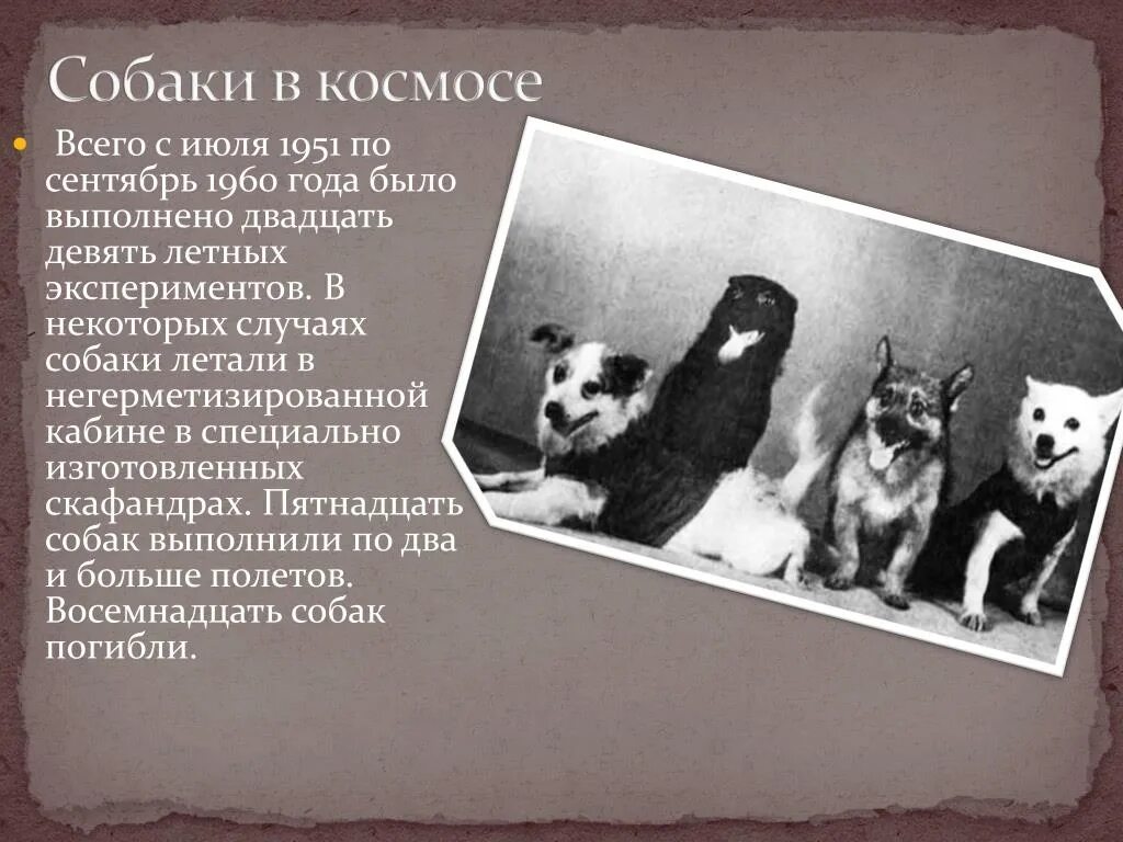 Имена собак летавших в космос. Собаки в космосе. первые собаки в космосе. собаки которые летали в космос. собаки в космосе презентация.