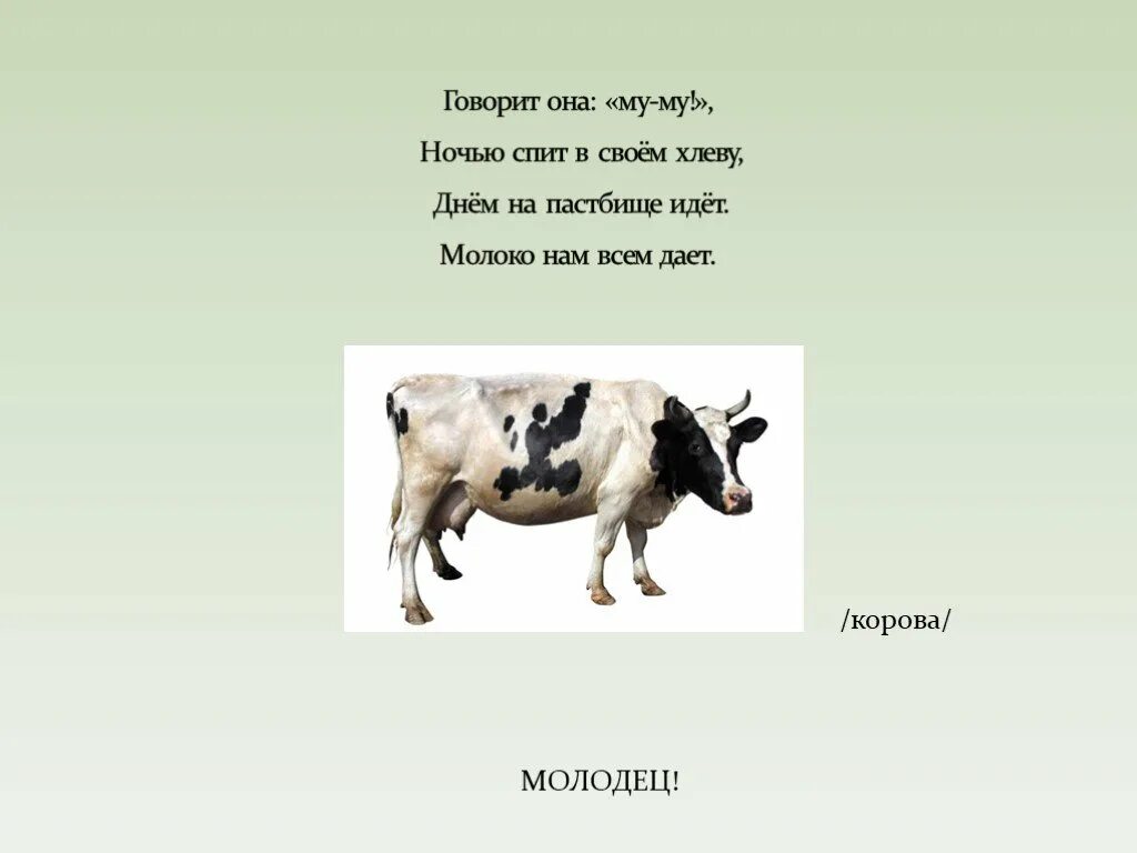 Что пьет корова загадка. Загадка про корову. Загадка про корову для детей. Загадки для детей про аорова. Загадка про корову для дошкольников.