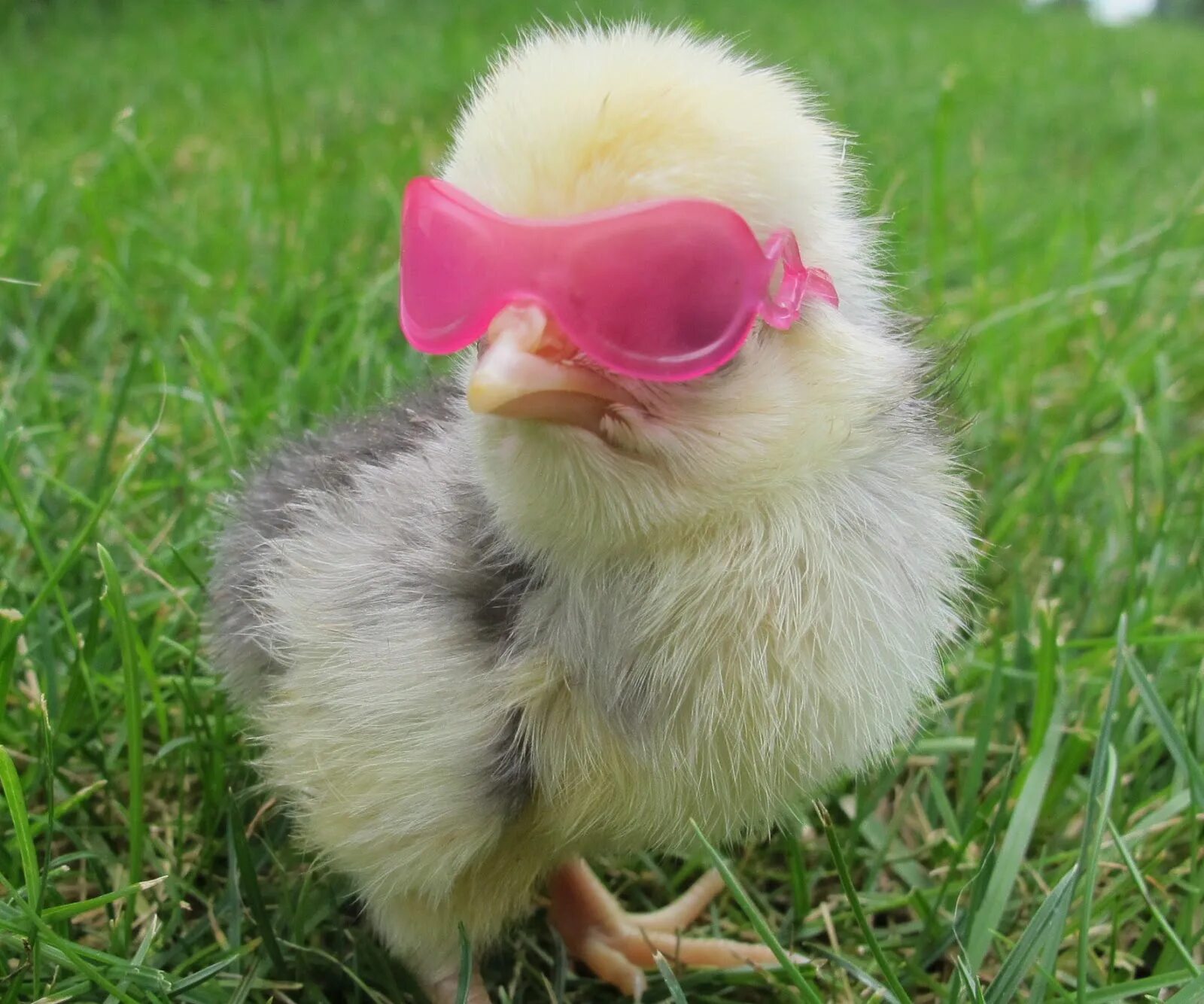 Смешная курица. Шапочка цыпленка. Петух гопник. Морда петуха. Петух.