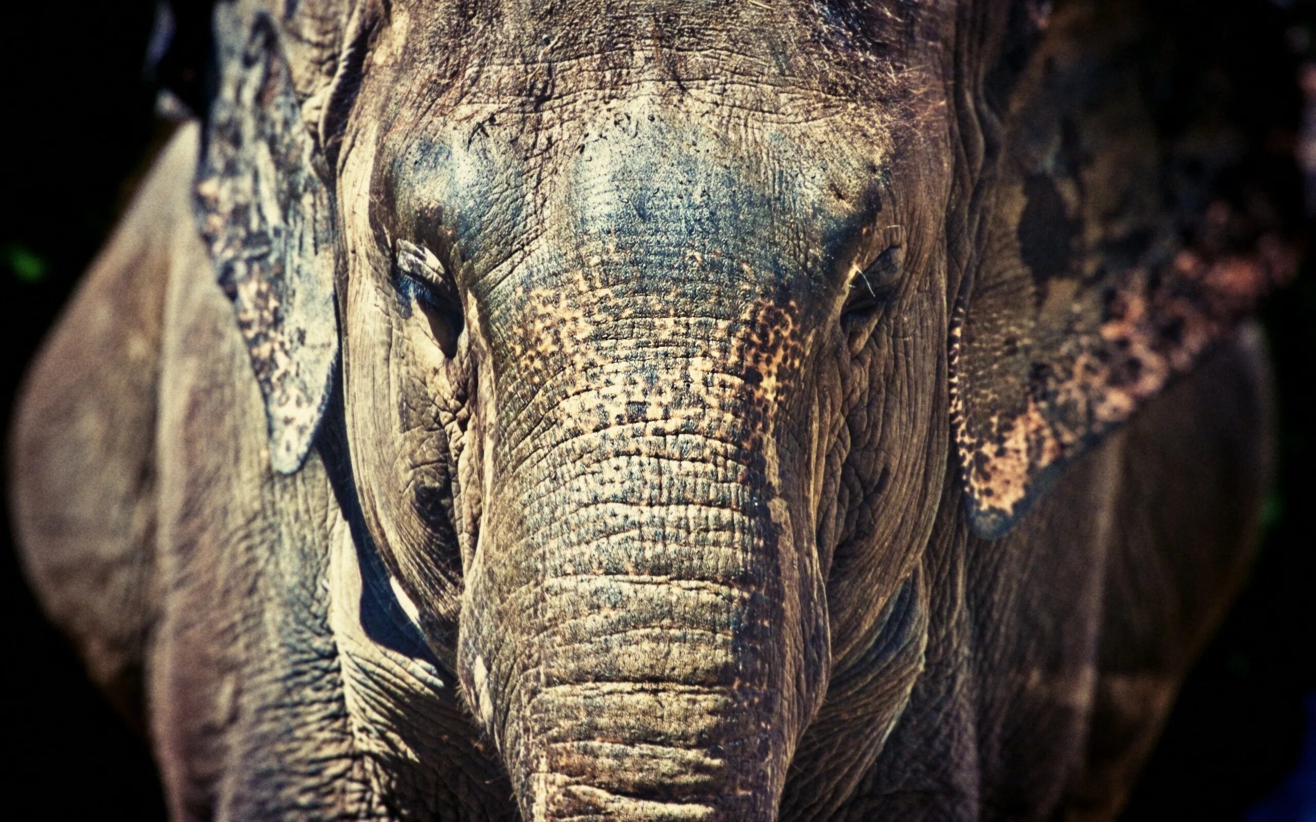 4 слоника. Слон. Красивый слон. Слон фото. Заставка на рабочий стол слоны.