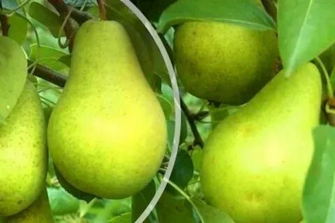 Сорта груш для черноземья