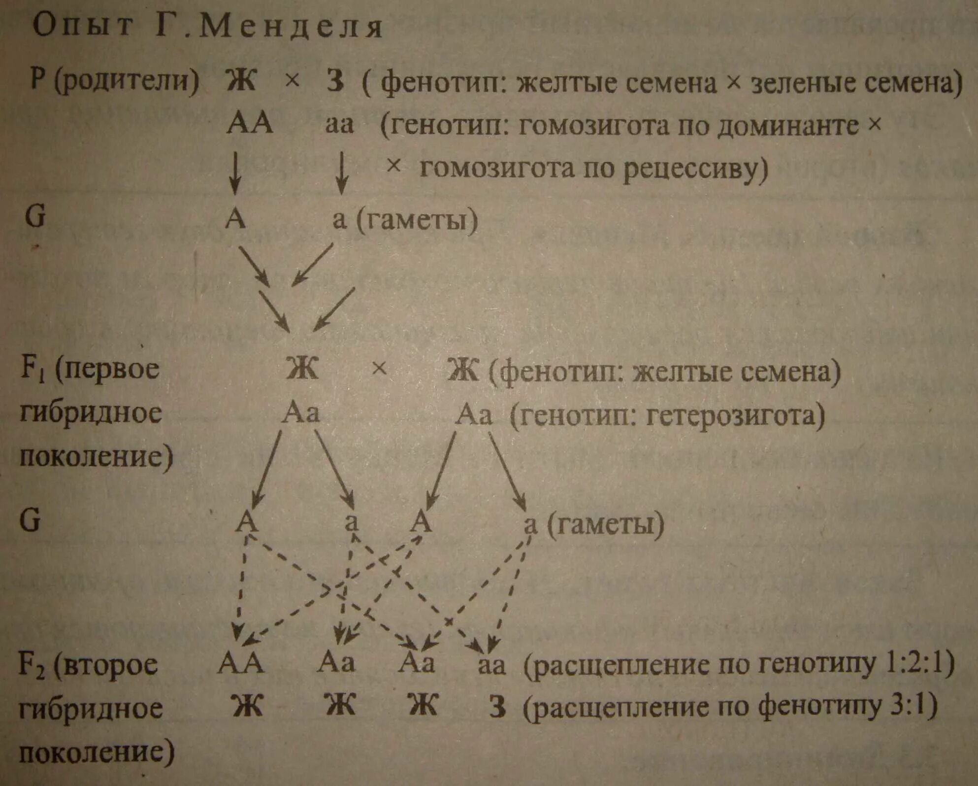 Моногибридное скрещивание гомозиготных особей. Скрещивание трисомиков. законы менделя таблица. гаметы трисомиков. 2 поколение при моногибридном скрещивании с неполным доминированием.