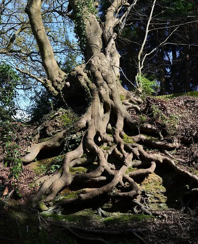 Корни растений и деревьев. Корни дерева. Лес на корню. Пустил корни. Unique roots.