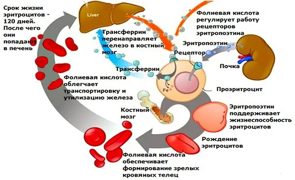 Переизбыток фолиевой