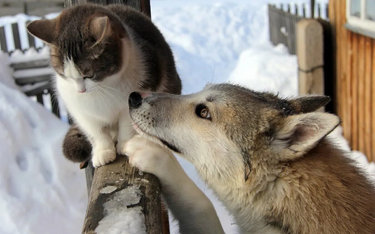 Извините случайно. Прости дурака. Кот и собака дружат. Собака просит прощения. Любовь животных.