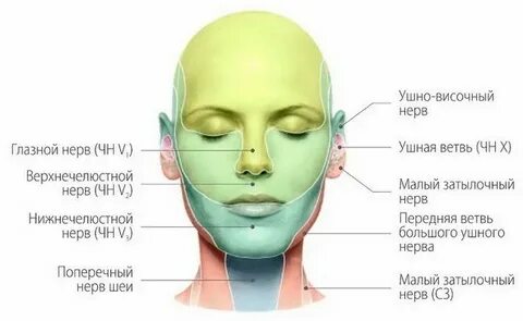 Нервы губы