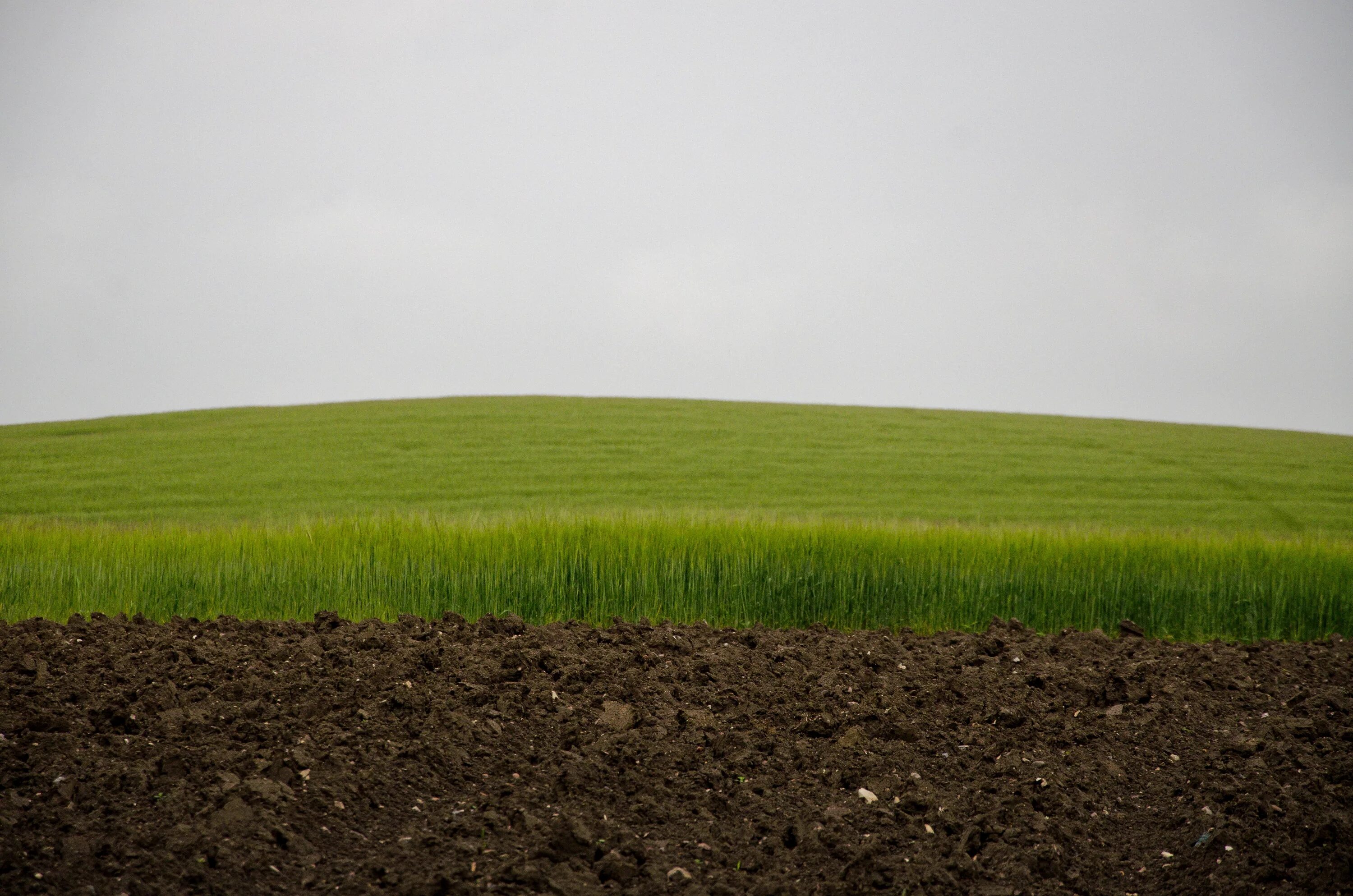 Земля с травой. Земля почва. Земля поле. Земля с траыврй. Field description