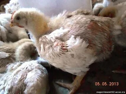 Куры лысеют на спине что делать