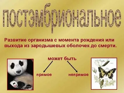У муравья какое развитие прямое или непрямое