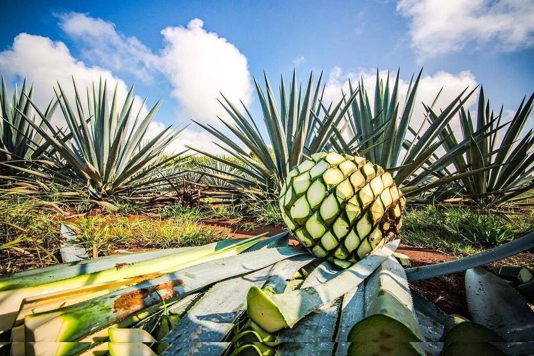 Текила agave. Голубая Агава для текилы. Мексика Кактус Агава. Агавы голубого Вебера. Текила Агава Мексика.