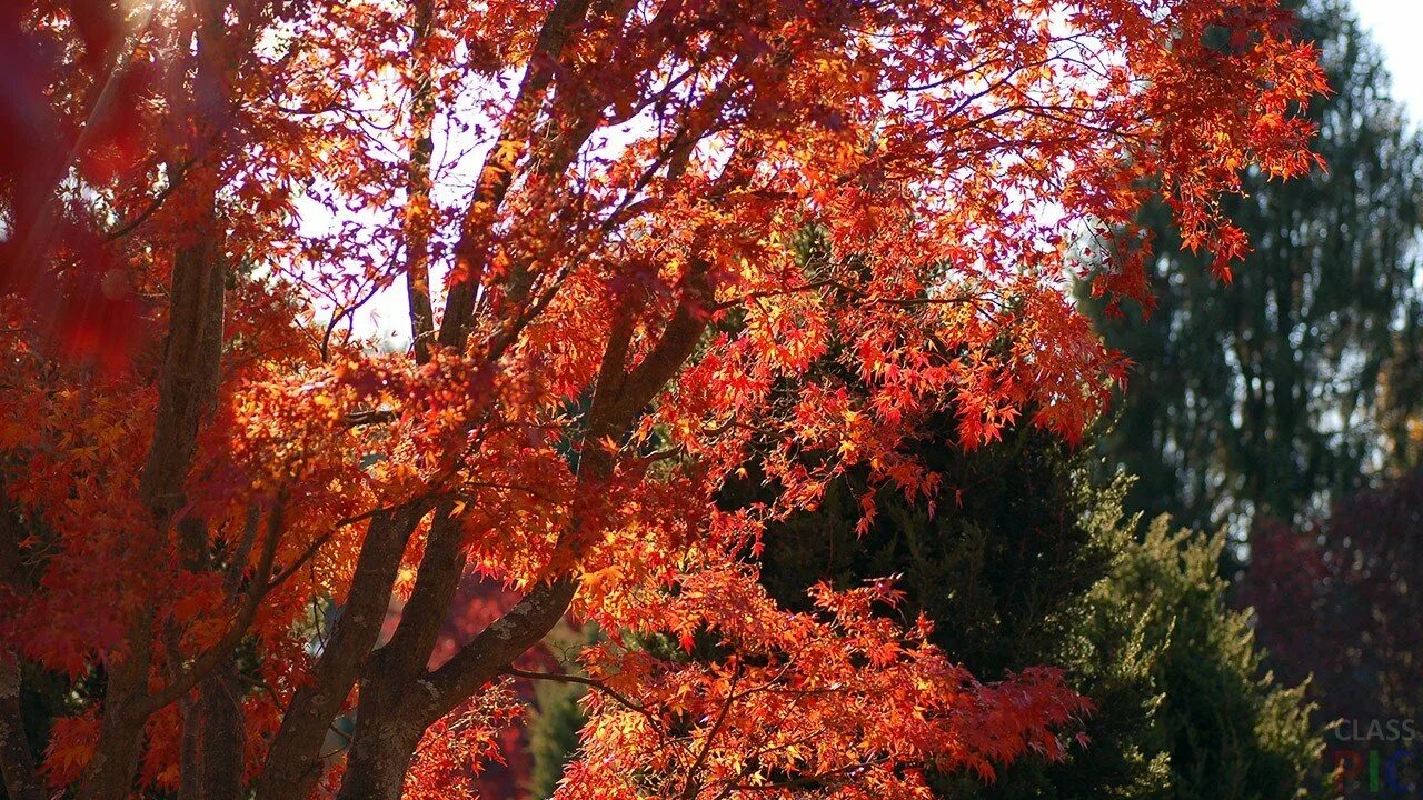 Китайский клён дерево (Фото галерея) - treepics.ru