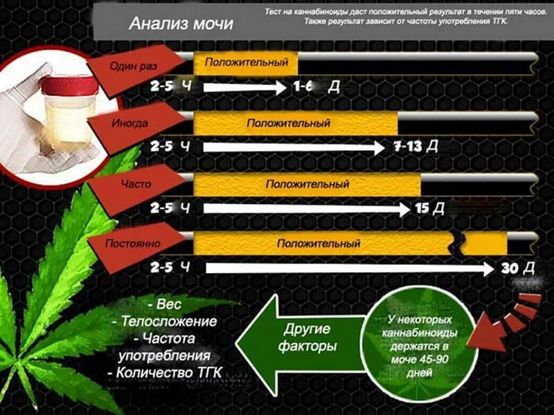 Сколько трава в крови. Сколько держится марихуана в м. Марихуана в моче держится. Сколько держится марихуана в моче. Период выведения марихуаны из организма.