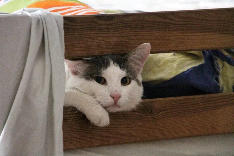 Рыжая кошка спит. Невоспитанный котик. Спящий рыжий кот. Кот впал. Кот впал.