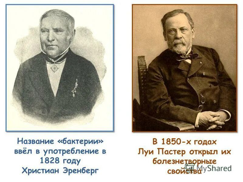 Антони ван левенгук микроорганизмы. Первооткрыватель бактерий. Кто открыл микробы. Ученый открывший бактерии. Антони ван левенгук описал бактерии.