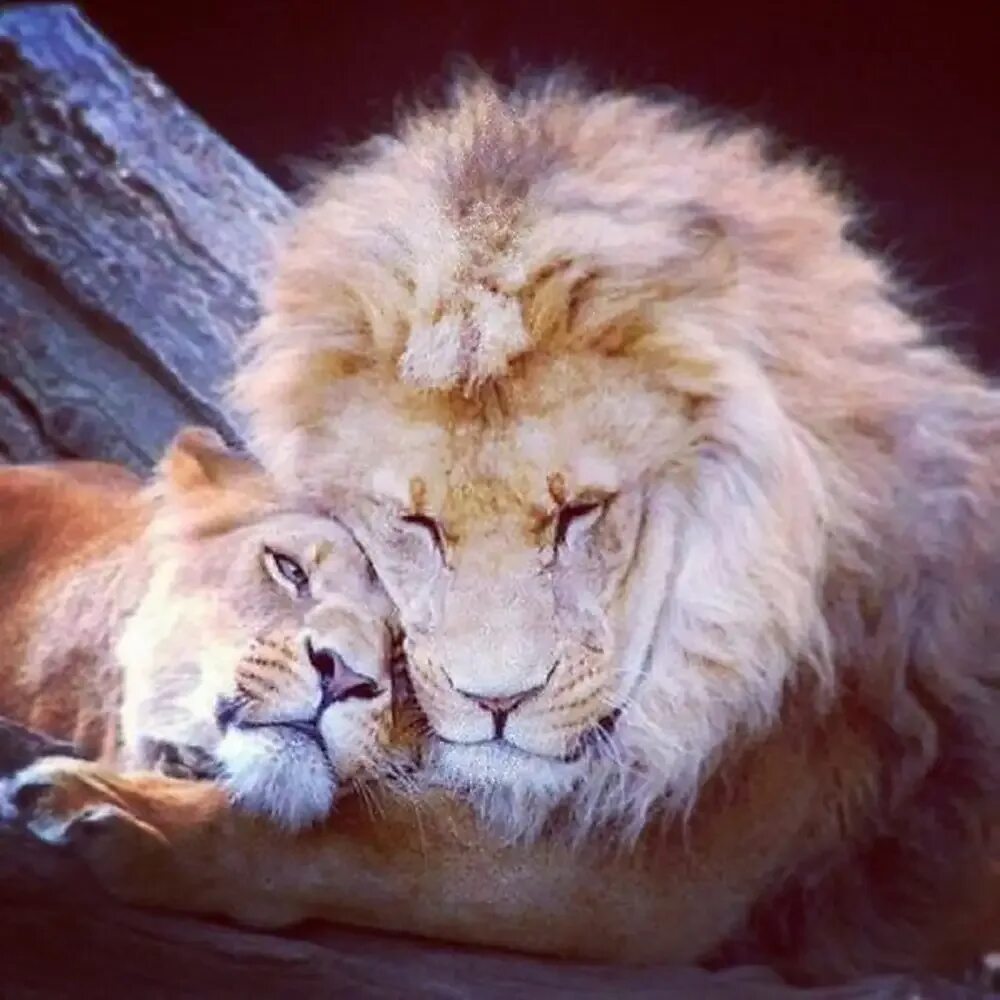 Мой лев толстой одноклассники. Лев и львица любовь. Лев и львица вместе. Спокойный Лев. Лев и львица картинки.