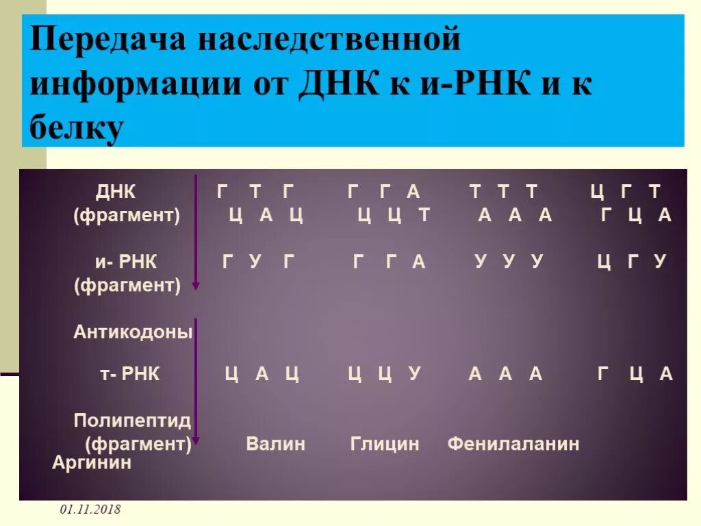 Из днк в ирнк таблица. Таблица ДНК И РНК ТРНК. Принцип комплементарности ДНК И РНК. Комплементарность ДНК И РНК ТРНК. Принцип комплементарности ДНК И РНК ТРНК.