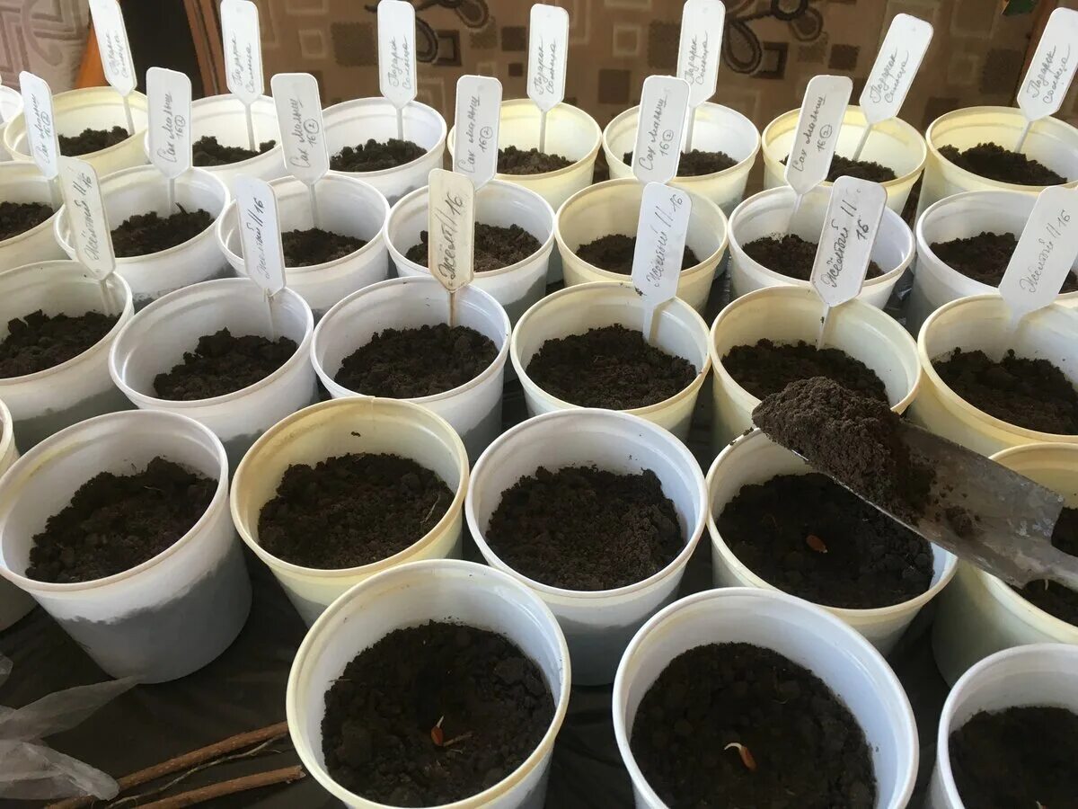 когда сажать рассаду арбузов в средней полосе. когда сажать рассаду арбузов в средней полосе. пора сажать арбузы на рассаду. посадка арбузов в открытый грунт рассадой. всходы рассады ассорти.