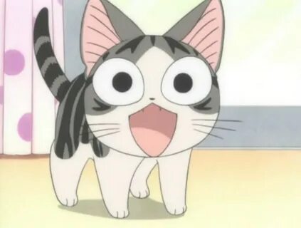Chi cat