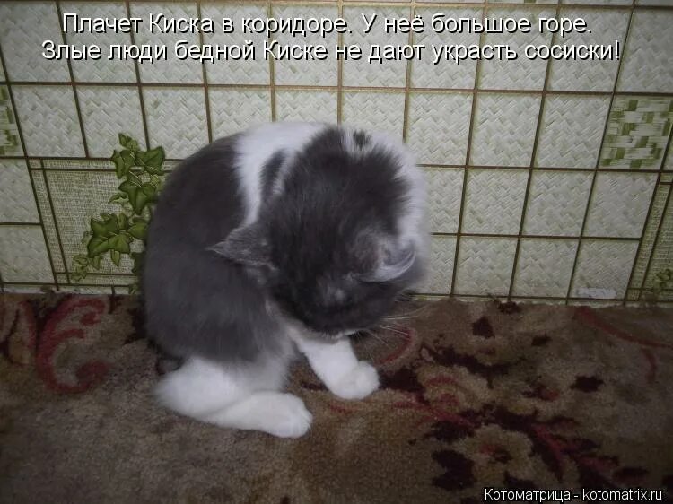 Киске не дают украсть сосиски