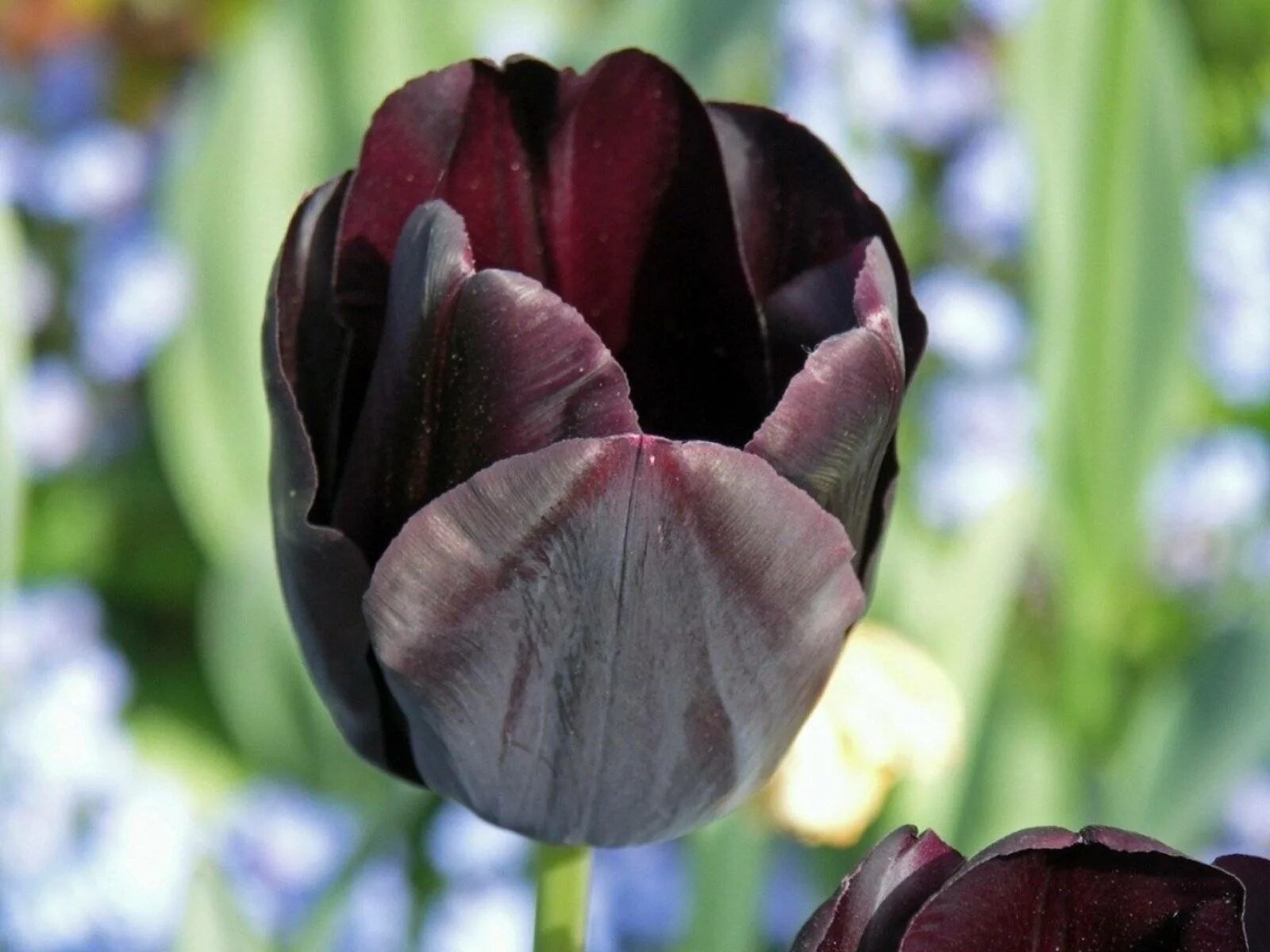 Тюльпан Tirana. Чёрный тюльпан растение. Tulipa Wallflower. Tulipa gesneriana чёрный тюльпан. Сорт черных тюльпанов