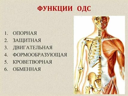 Какие органы относятся к опорно двигательной