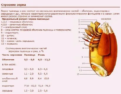 Зерно разбор 1