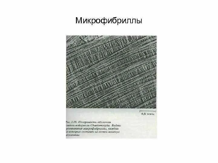 Микрофибриллы. Микрофибриллы целлюлозы. Микрофибриллы в клеточной стенке. Микрофибриллы макрофибриллы целлюлозы. Микрофибриллы.
