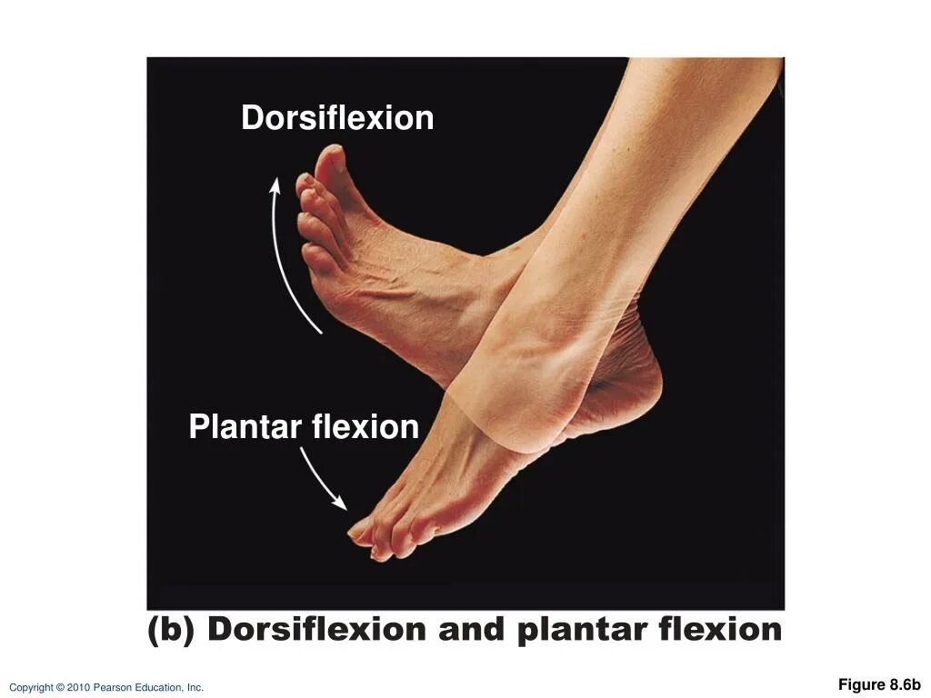 Дорсифлексия. Дорсифлексия стопы. Plantar flexion. Дорсифлексия пальца. I said right foot creep перевод