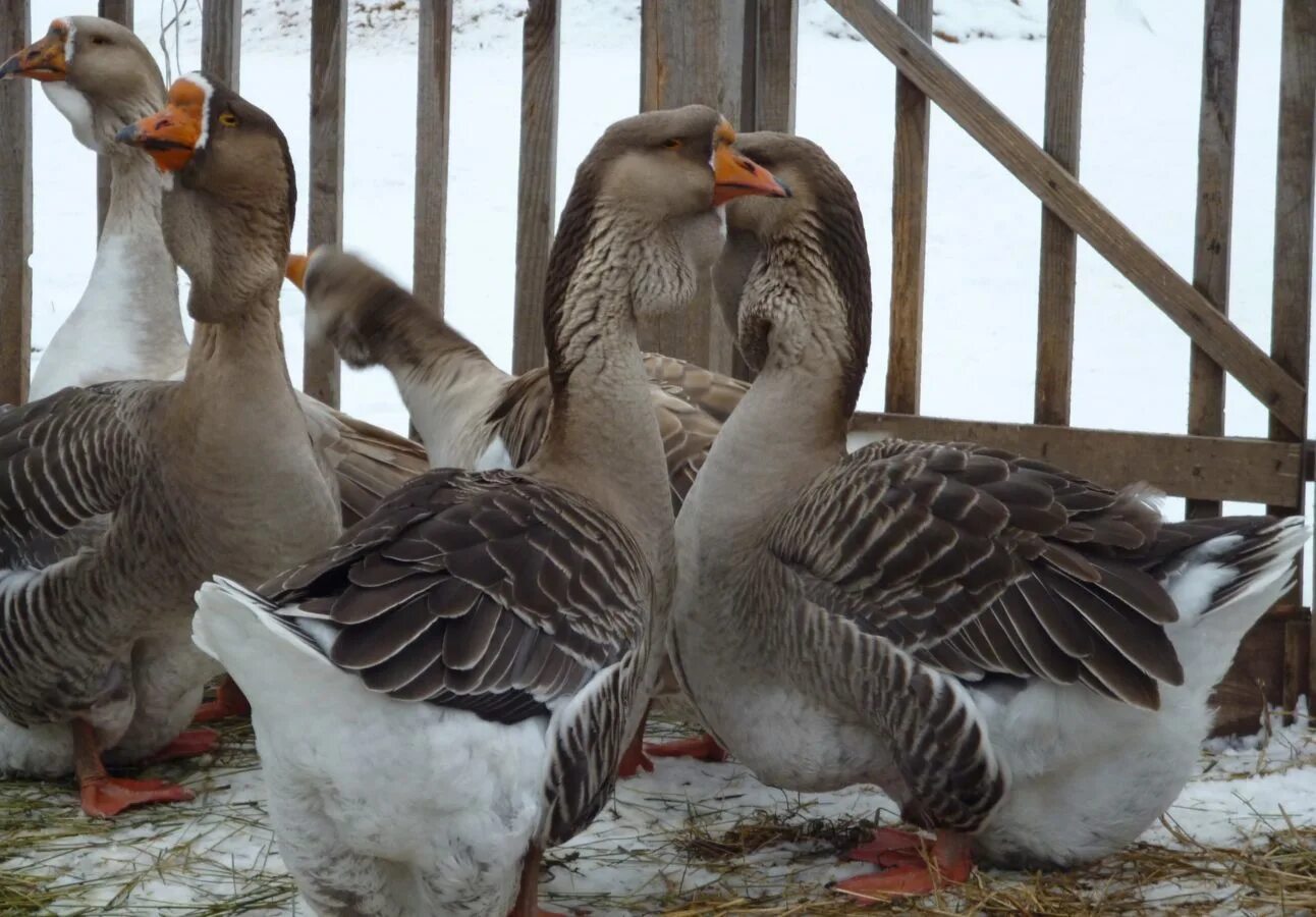 пегие холмогорские гуси. пегие холмогорские гуси. холмогорская порода гусей характеристика. гус порода холмогоры. порода гусей холмогоры описание.