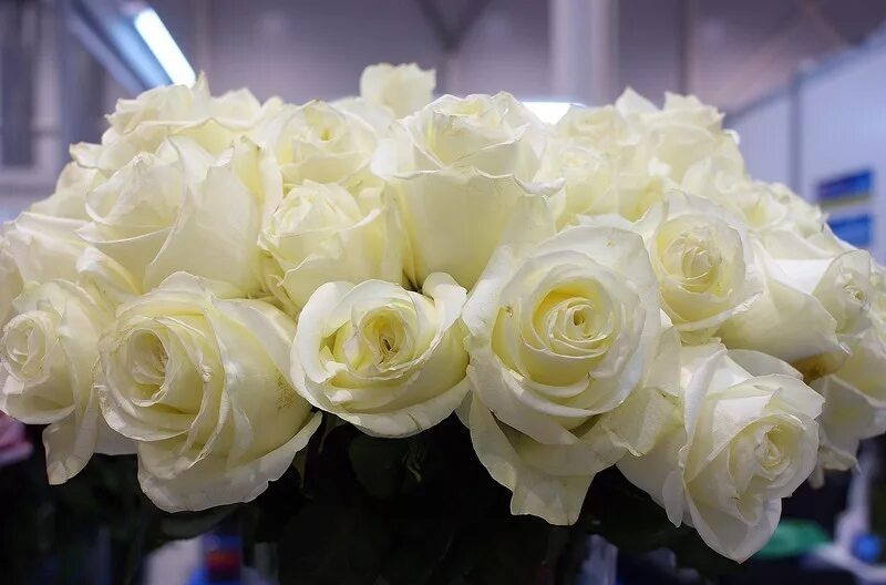Огромный букет белых роз. Красивые белые розы. Букет белых цветов. Шикарный букет белых роз. Красивые белые букеты цветов