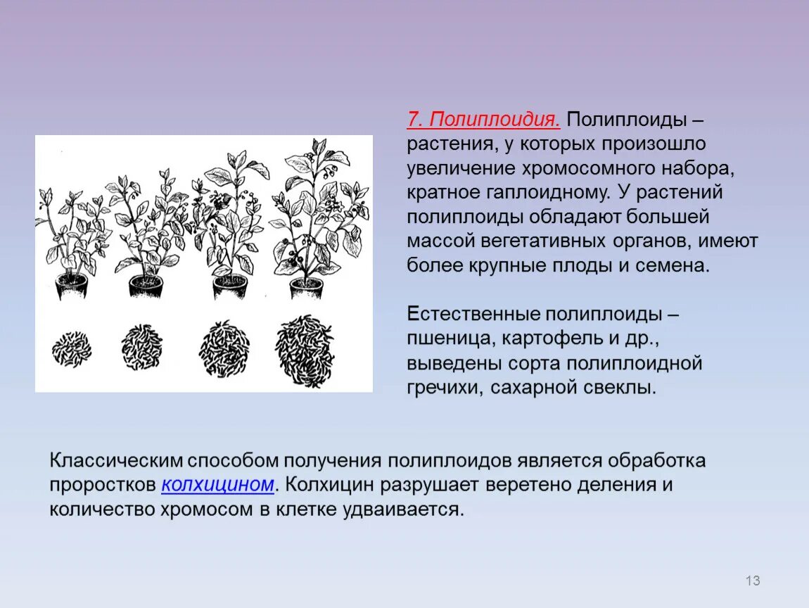 Полиплоидия является результатом. Полиплоидия в селекции. Полиплоидия у растений. Полиплоидные формы растений. Полиплоидия у растений и животных.