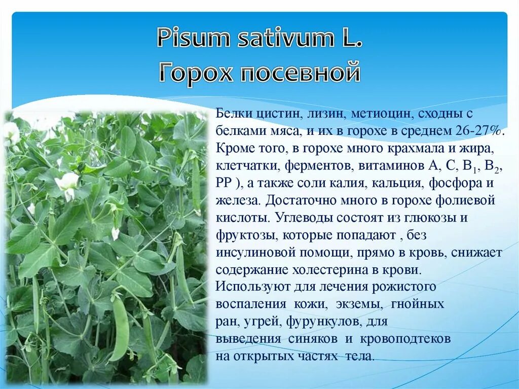 Pisum sativum - горох посевной. Горох посевной краткая характеристика. Строение гороха посевного 6 класс. Характеристика гороха посевного. Факторы гороха