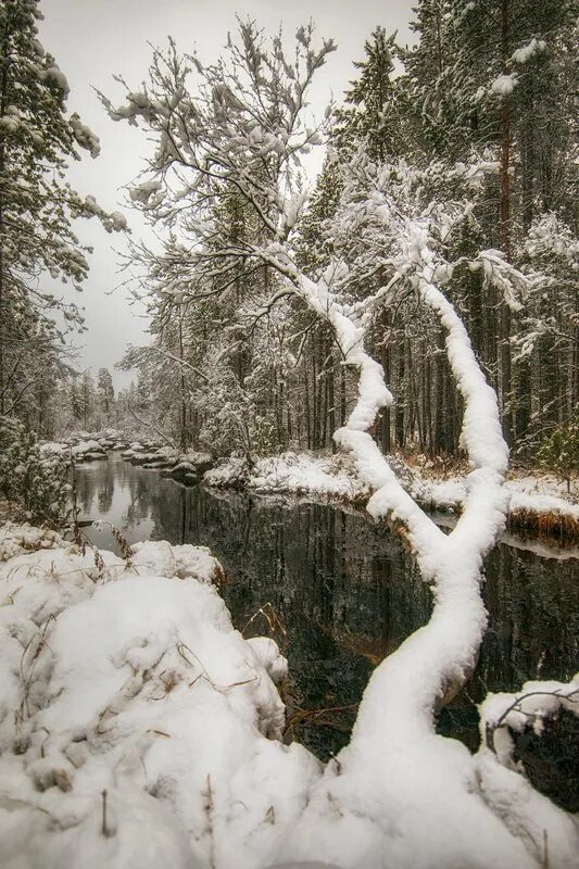 Мышь зимой в лесу. Глухарь под снегом. Осиное гнездо в сарае. Белый медведь берлога белой медведицы. Лежка зайца беляка.