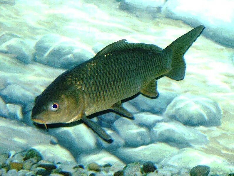 Карп обыкновенный – Cyprinus Carpio. Черный Амур - (Mylopharyngodon piceus ). Сазан (= Карп обыкновенный) – Cyprinus Carpio. Сазан Каспийский. Скорпионовый карп