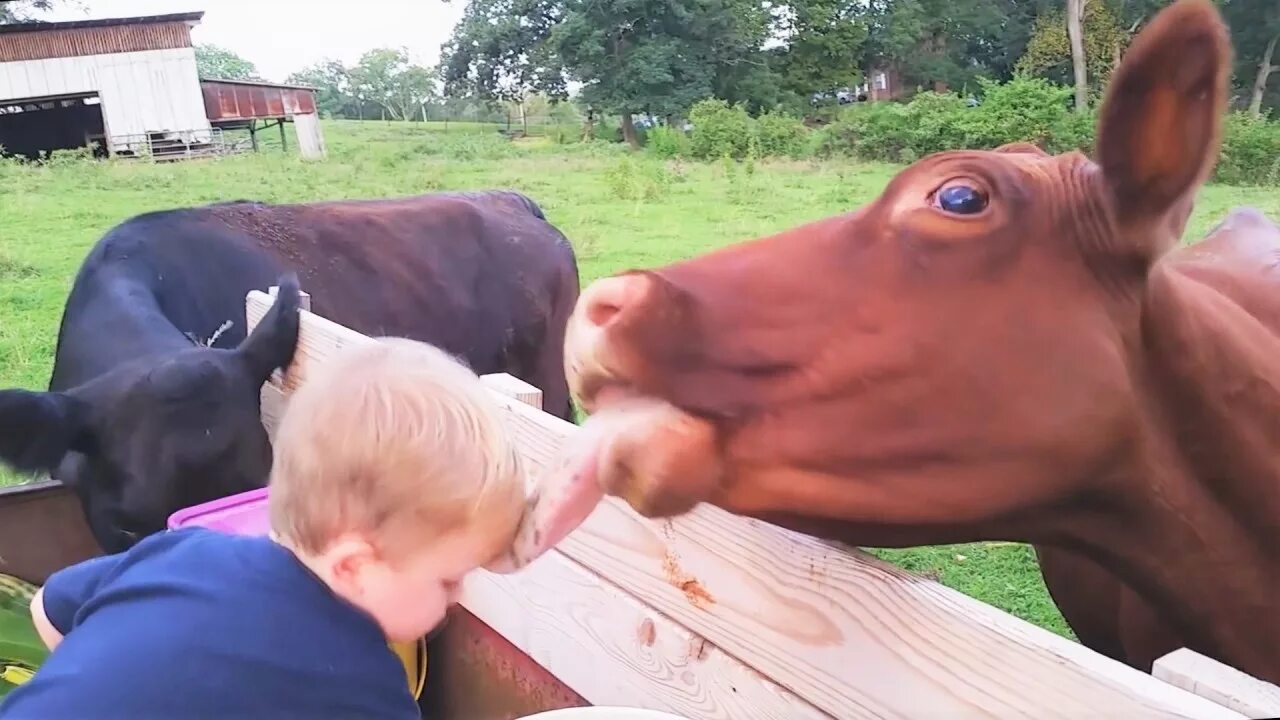 Можно смешные видео