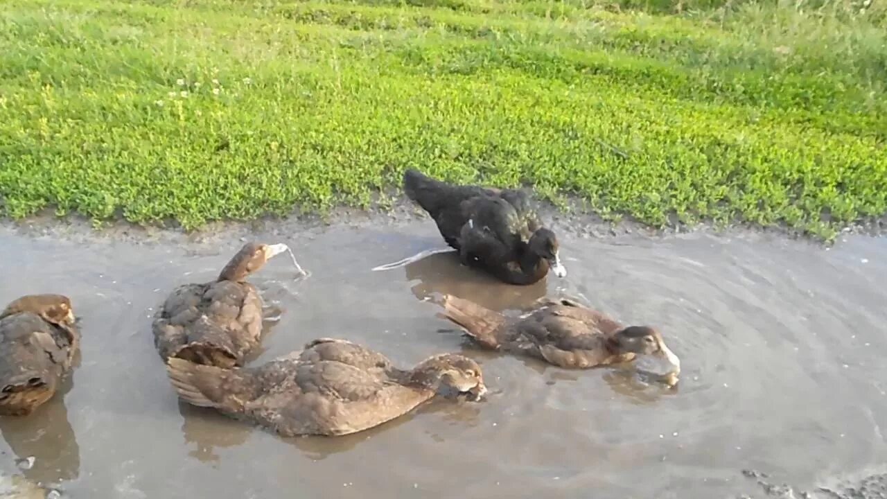 Утка купается. Утки купаются. Утенок для купания. Утиное купание. Утята купаются.