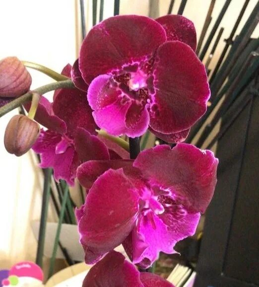 Орхидея Phalaenopsis Fuller's Master, Big Lip