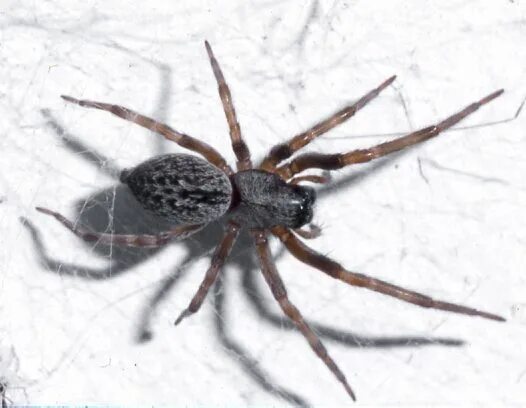 Увидеть дома паука примета. Паук Badumna insignis. Домашний паук приметы. Чёрный паук в доме примета. Пауки в доме приметы.