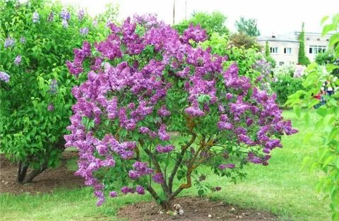 Сирень обыкновенная кустарник