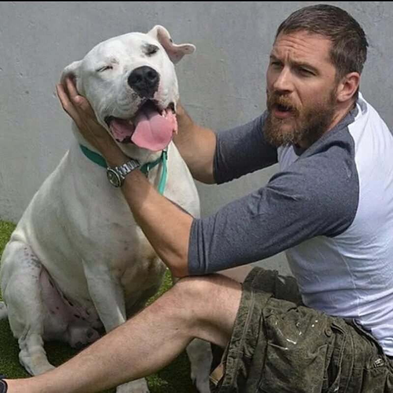 Марии дикин. Том харди с собакой. Николас офчарек комиссар рекс. Собака сумерк. Том харди и его собака.