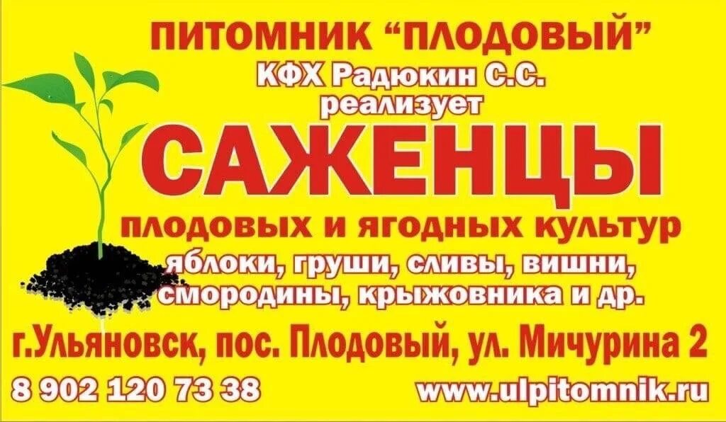 Плодовый питомник. Питомник в ульяновске саженцы. Питомник никушиных в ишеевке. Плодопитомник буинск. Плодовый питомник ульяновск.