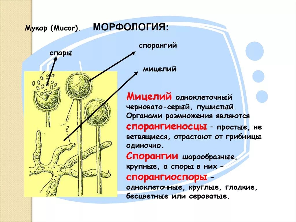 Примеры мукора. Строение спорангия мукора. Строение плесневого гриба мукора. Мукор мицелий. Спорангии плесневого гриба.