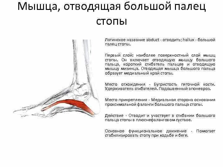 Функция мышцы, отводящей большой палец стопы:. Мышца отводящая первый палец стопы. Короткую, отводящую большой палец стопы, мышцу кровоснабжает. Мышца отводящая большой палец стопы латынь. Отводящий большой палец стопы